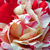 Růžová - Anglické růže - Ausdrawn